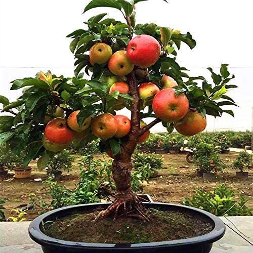 Dwarf Bonsai Apple Tree Seeds - 20 Seeds - Grow Exotic Indoor Fruit Bonsai