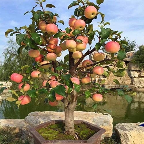 Dwarf Bonsai Apple Tree Seeds - 20 Seeds - Grow Exotic Indoor Fruit Bonsai