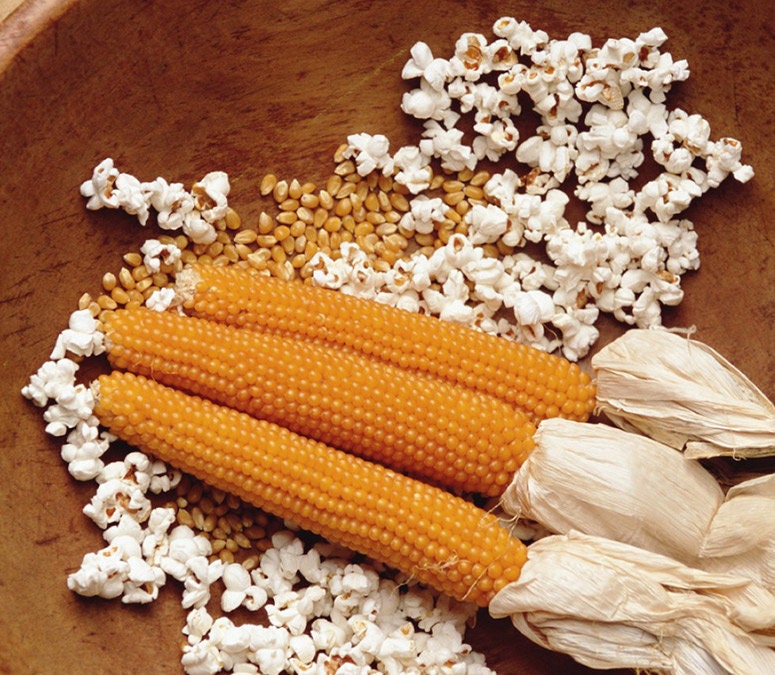 Snow Puff Popcorn Seeds to Grow - 25+ Seeds - Made in USA. Grow Your own Popcorn