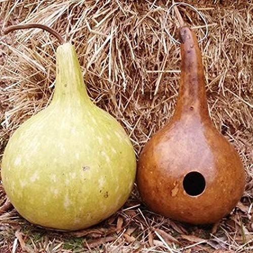 Birdhouse Gourd Seeds - 10+ Seeds - Used as Canteen in Antiquity. Exotic and Rare