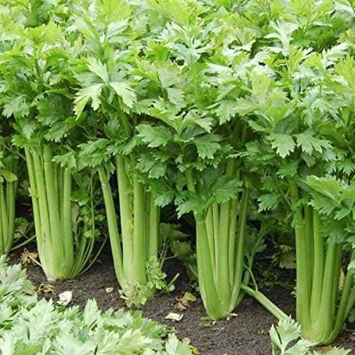 Celery Tall Utah Improved Seeds, 250+ Heirloom Seeds Per Packet, Non GMO Seeds, Made in USA, Ships from Iowa.