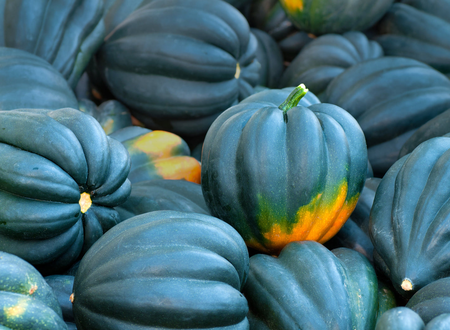 Acorn Squash Seeds for Planting - 50+ Seeds - Table Squash, Delicious and Nutritious - Made in USA, Ships from Iowa