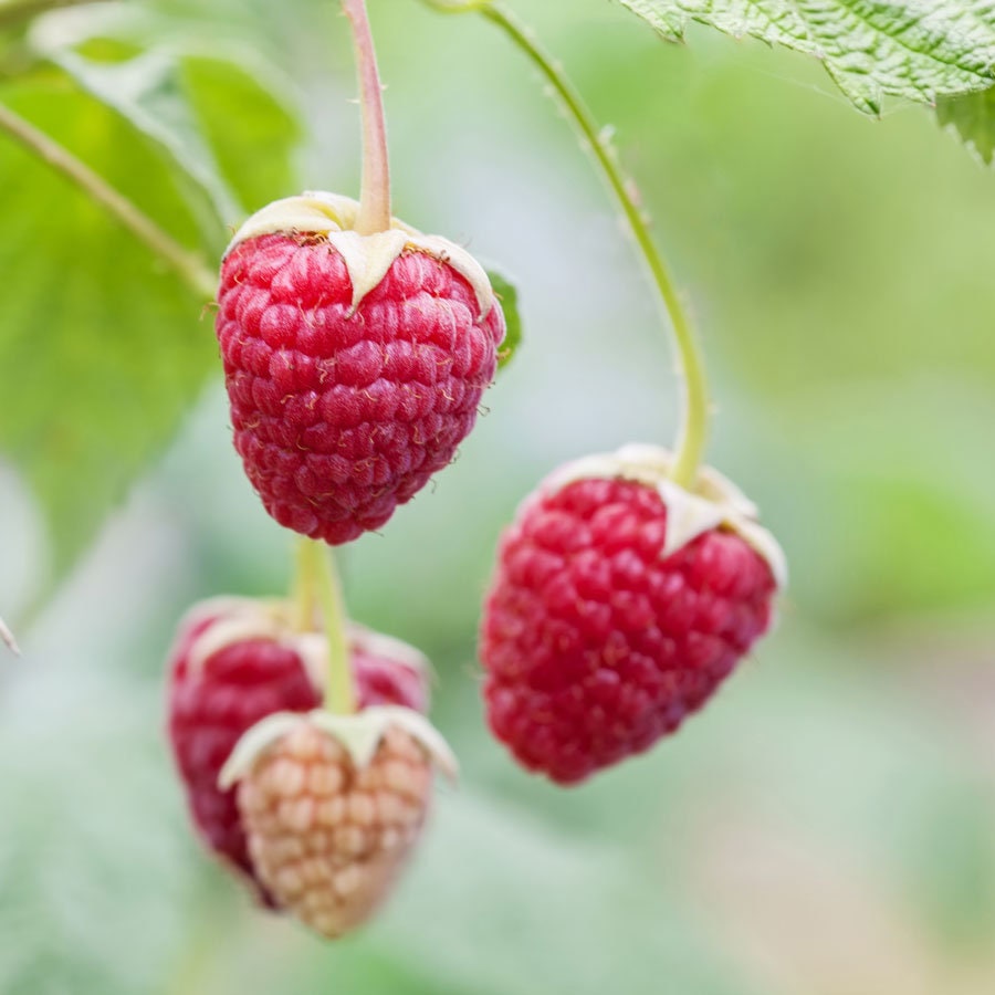 Delicious Red Raspberry Seeds - 50 Seeds - Shipped from Iowa. Made in USA