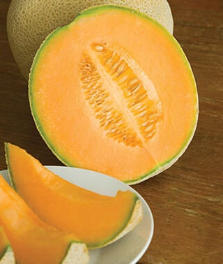 Hales Best Cantaloupe Seeds to Grow - 30+ Seeds - Made in USA, Ships from Iowa