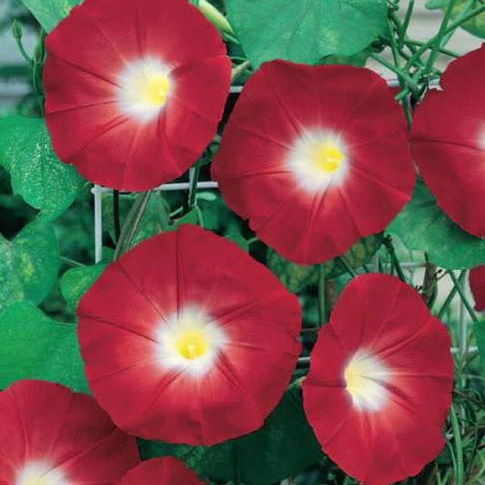 Red Morning Glory Climbing Vine | 150 Seeds to Plant | Beautiful Flowering Vine - Scarlet Flowers