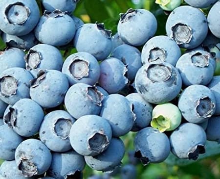 Lowbush Blueberry Seeds - 30+ Seeds - Made in USA, Ships from Iowa