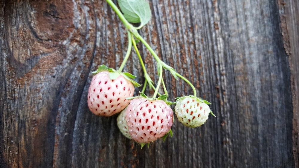 Everbearing White Strawberry Seeds - 250+ Seeds - White Pineberry Seeds - Made in USA, Ships from Iowa