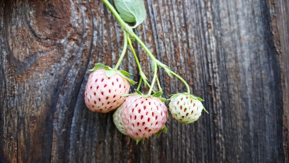 White Strawberry Seeds - 200+ Seeds - White Pineberry Seeds - Made in USA, Ships from Iowa