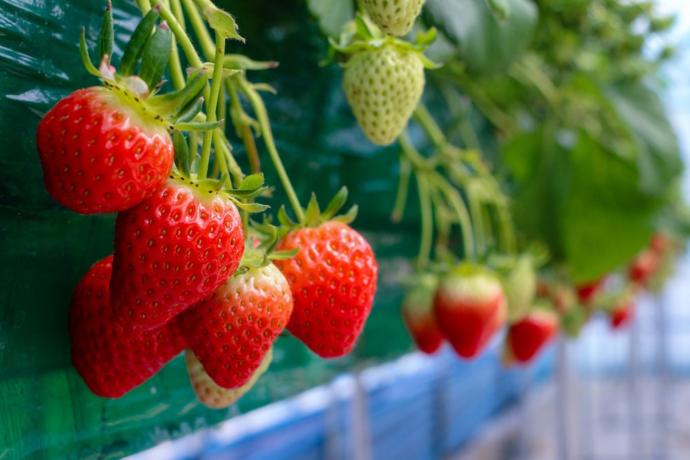 Garden Strawberry Seeds - 200+ Seeds - Grow Red Strawberry Vines - Made in USA, Ships from Iowa