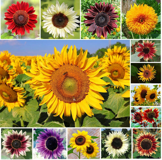 100+ Sunflower Seeds for Planting - Birder Blend - (Helianthus annuus) Non-GMO Seeds - Made in USA