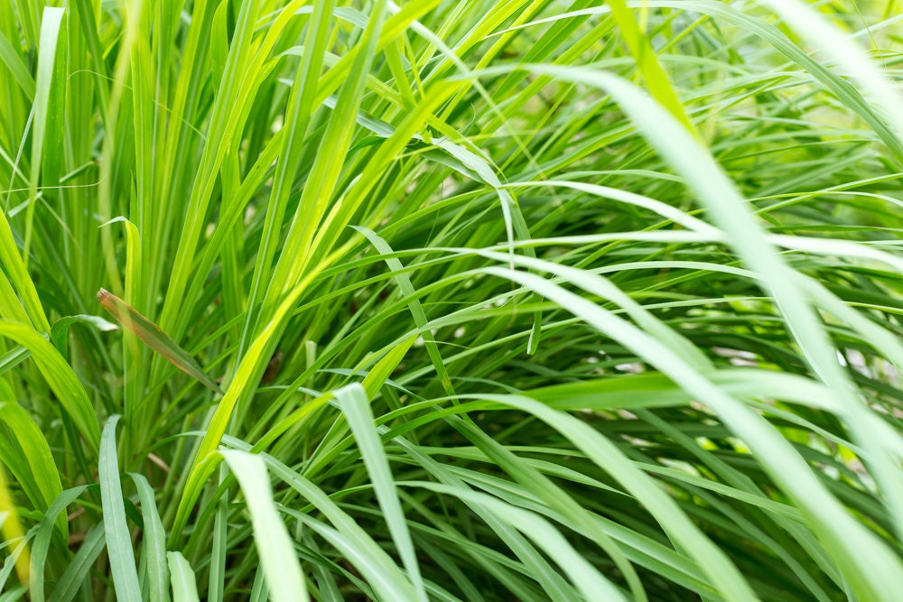 Lemongrass Seeds - 100 Seeds - Popular Garden Herb - Ships from Iowa, Made in USA - Grow Lemon Grass