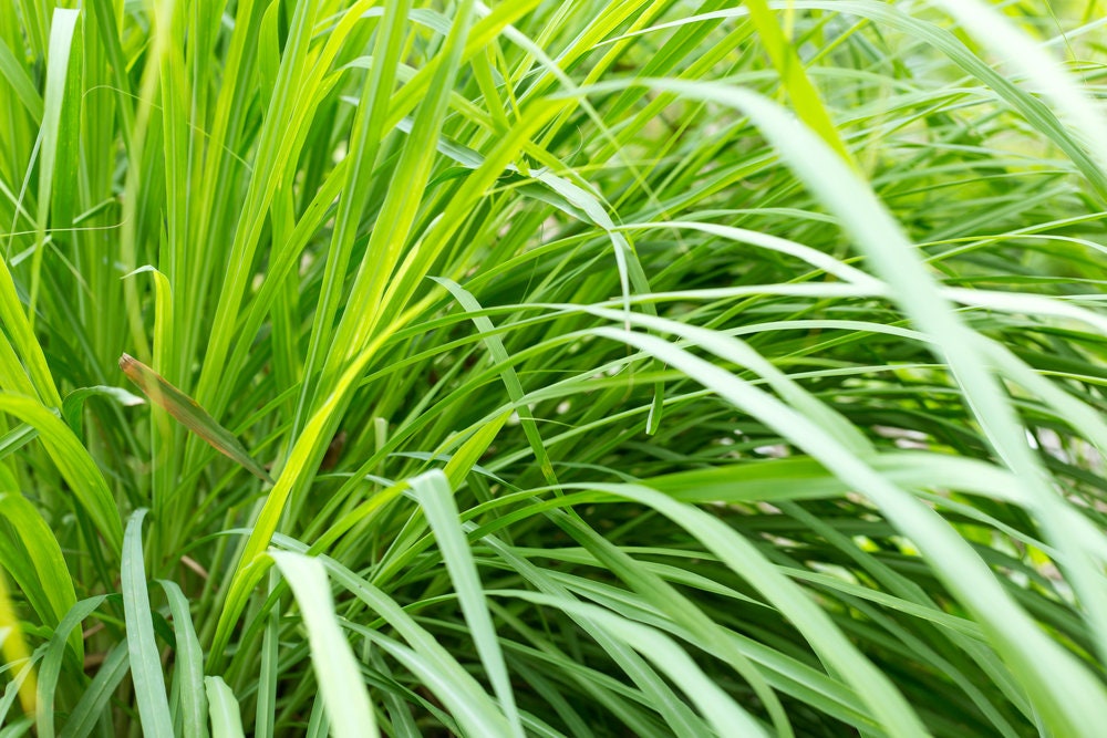 Lemongrass Seeds - 100 Seeds - Popular Essential Oil and Edible - Ships from Iowa, Made in USA - Grow Lemon Grass