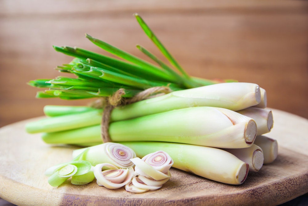 Lemongrass Seeds - 100 Seeds - Popular Essential Oil and Edible - Ships from Iowa, Made in USA - Grow Lemon Grass