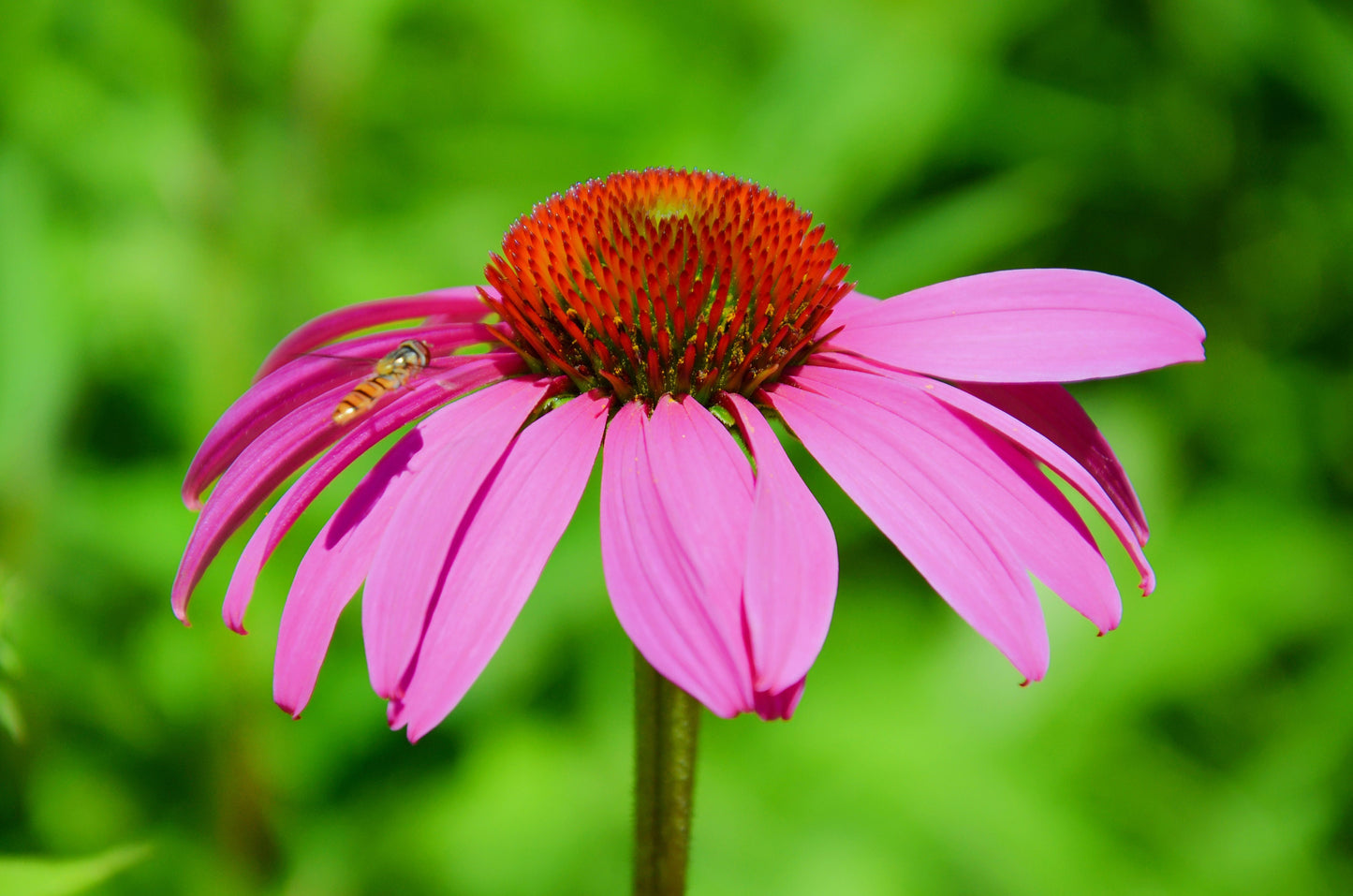 250+ Purple Coneflower Seeds for Planting | Excellent Butterfly Flower | Made in USA, Ships from Iowa.