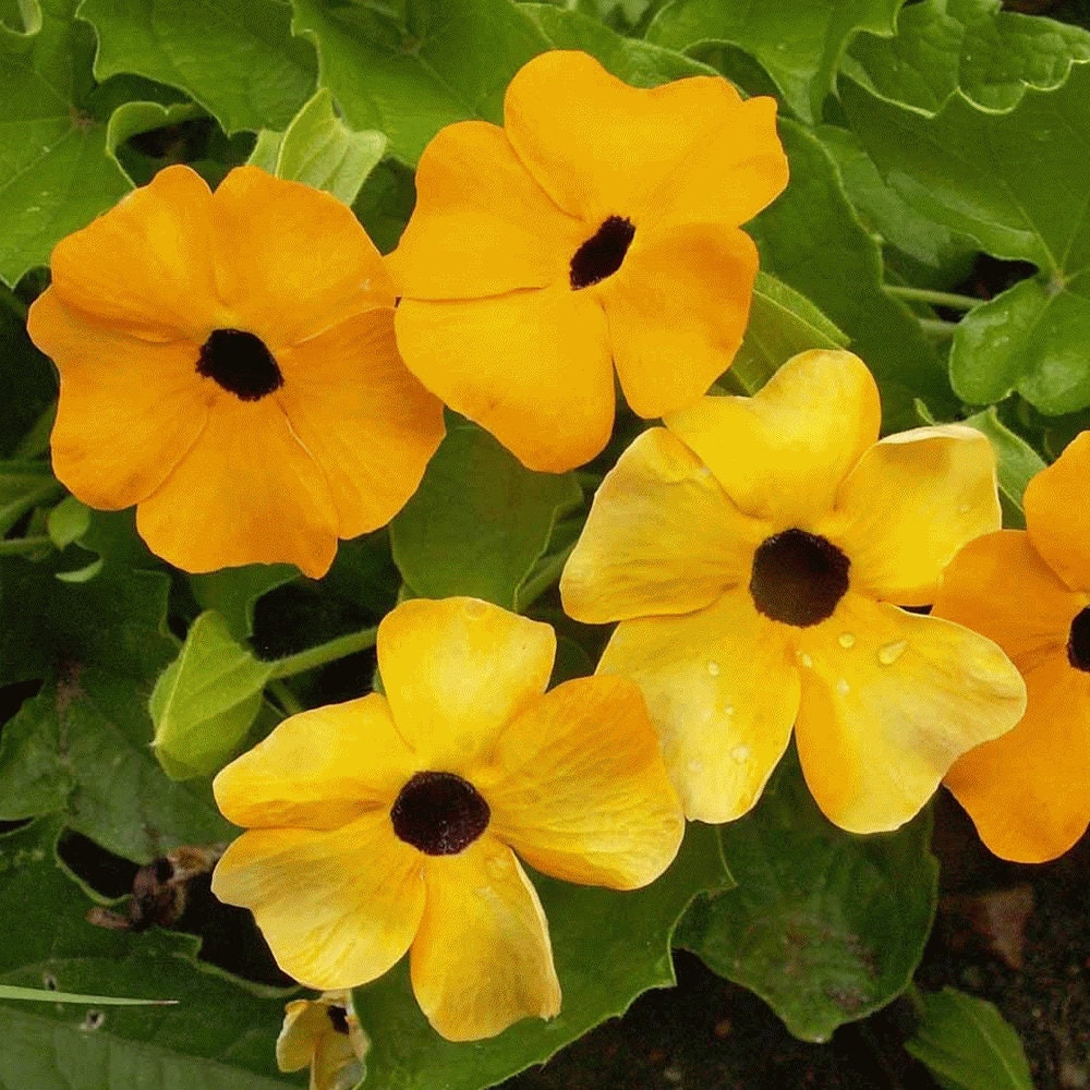 100+ Black Eyed Susan Vine Seeds for Planting | Exotic Garden Flowers | Made in USA, Ships from Iowa.