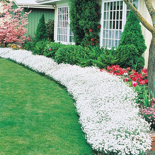 Snow in Summer Ground Cover - 500+ Seeds, Single Mix - Exotic White Ground Vine | Made in USA, Ships from Iowa.