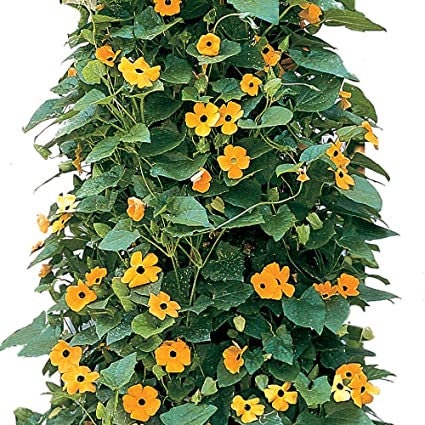 100+ Black Eyed Susan Vine Seeds for Planting | Exotic Garden Flowers | Made in USA, Ships from Iowa.