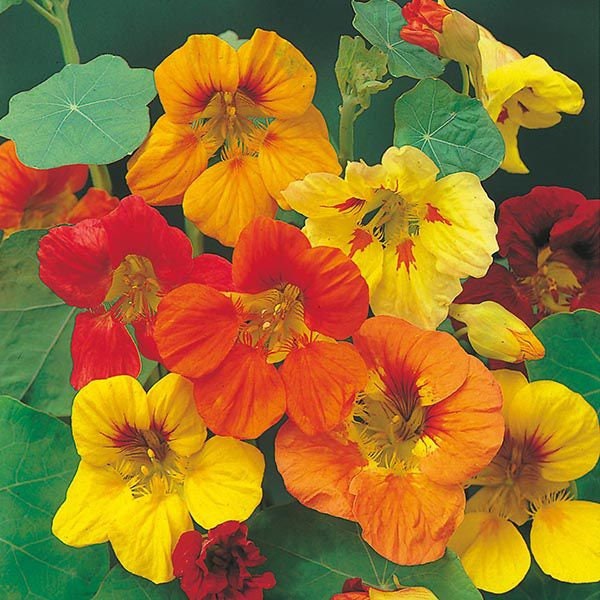 Tall Trailing Mix Nasturtium - Easy to Grow - Made in USA, Ships from Iowa.