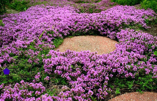 200+ Creeping Thyme Seeds - Grow a Giant Outdoor Carpet - Amazing Ground Cover, Like an Aromatic Land Carpe