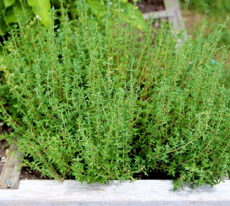 200+ Herb Thyme Seeds - Organic Heirloom Summer Herbs Seed - Made in USA - Non GMO Garden Seeds