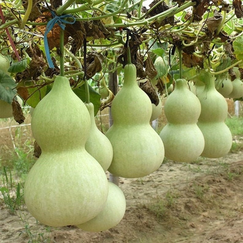 Birdhouse Gourd Seeds - 10+ Seeds - Used as Canteen in Antiquity. Exotic and Rare