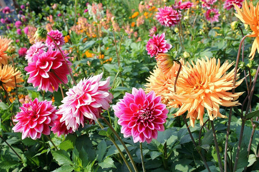 Deanna's Diamonds Dahlia Mix Flower Seeds, Exotic Mix 100+ Seeds - Made in USA, Ships from Iowa.