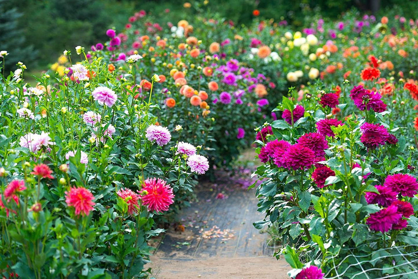 Deanna's Diamonds Dahlia Mix Flower Seeds, Exotic Mix 100+ Seeds - Made in USA, Ships from Iowa.