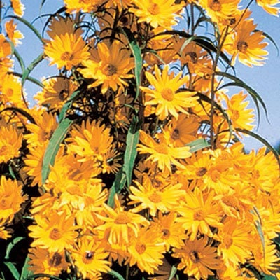 Giant Maximillian Sunflower Seeds - Perennial Sunflower - 500+ Seeds - Made in USA