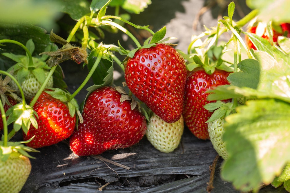 Red Strawberry Seeds - 250+ Seeds - Grow Red Strawberry Vines - Made in USA, Ships from Iowa