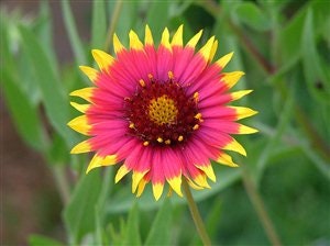 Blanket Flower Seeds - 50+ Seeds to Plant - Made in USA, Ships from Iowa. Very Good Butterfly Plant