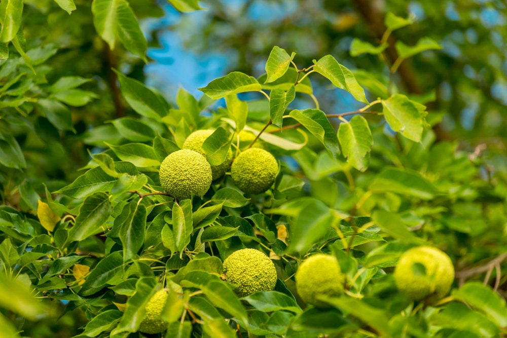 20 Osage Orange Tree Seeds - Exotic Fruit Tree