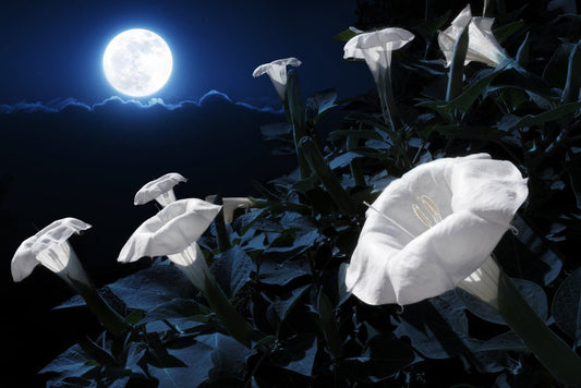 White Knight VineSeeds | 20 Pack | Blooms at Night, Reflects Moonlight, Exotic Night Blooming Annual Flower Seeds, A Night Sunflower