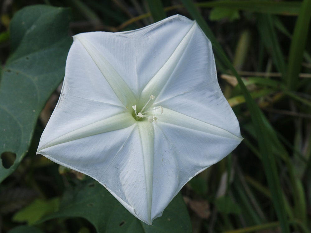 White Knight VineSeeds | 20 Pack | Blooms at Night, Reflects Moonlight, Exotic Night Blooming Annual Flower Seeds, A Night Sunflower