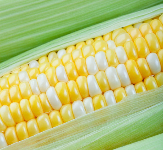 Peaches and Cream Sweet Corn Seeds - 30 Seeds