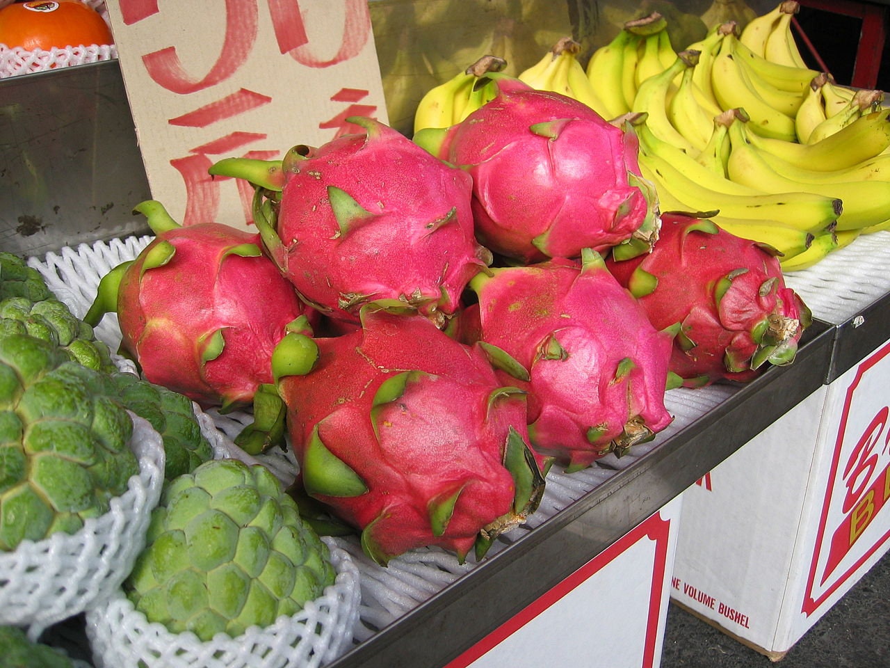 500+ Dragon Fruit Seeds (Pitaya / Pitahaya / Strawberry Pear) Hylocereus Undatus Cactus Seeds - Ships from Iowa - Grow Dragonfruit Plants