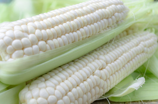 White Corn Seeds for Planting - 50+ Seeds - Top Producer