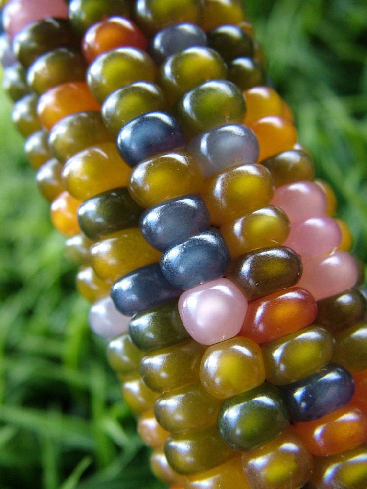 Glass Gem Corn Seeds - 40+ seeds per pack - Rare Heirloom Variety