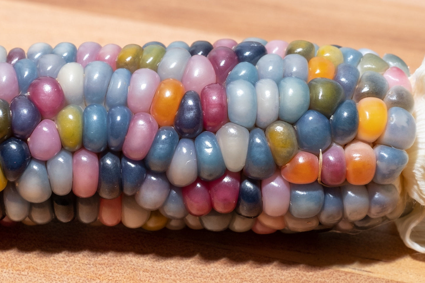 Glass Gem Corn Seeds - 40+ seeds per pack - Rare Heirloom Variety