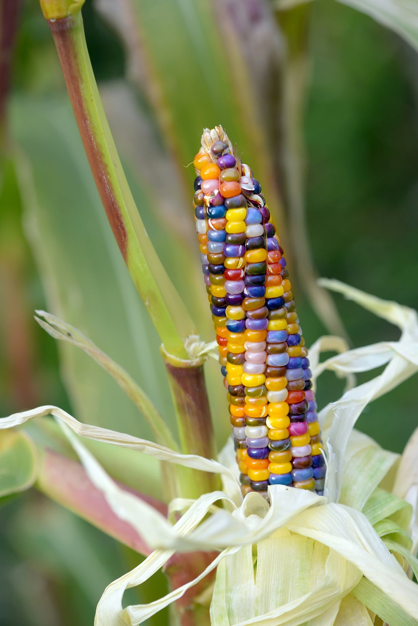 Glass Gem Corn Seeds - Translucent Kernels, Display or Grind for Meal - Rare Heirloom Variety