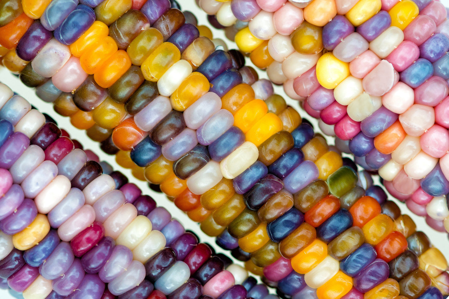 Glass Gem Corn Seeds - Translucent Kernels, Display or Grind for Meal - Rare Heirloom Variety