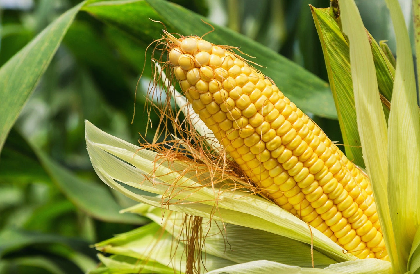 Sweet Corn Seeds for Planting - 100+ Seeds - Hybrid "Incredible Corn"