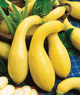 Summer Squash Seeds for Planting - 50+ Seeds - Delicious and Nutritious - Made in USA, Ships from Iowa