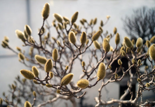 Bonsai Pussy Willow Cutting - Thick Rootstock, Exotic Flowering Catskins - Made in USA, Ships from Iowa