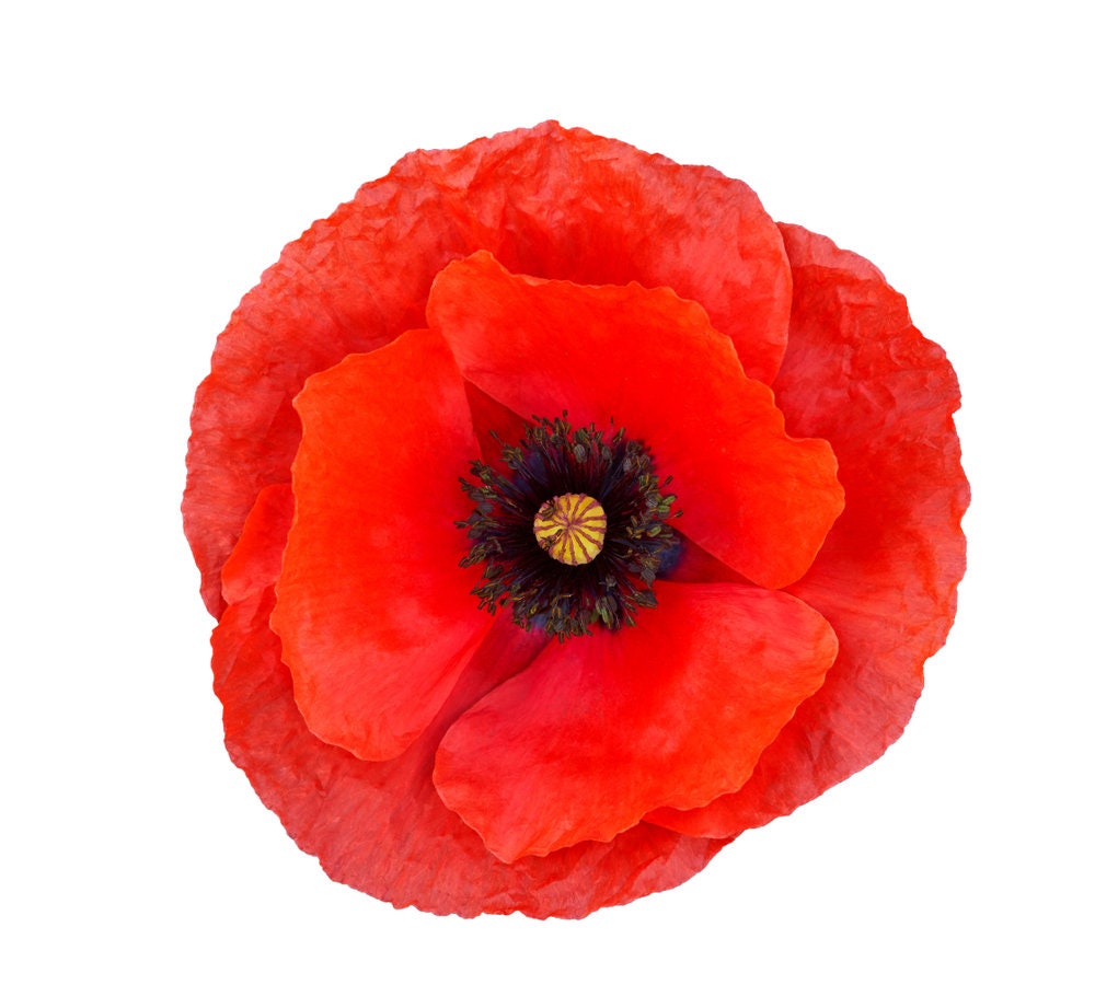 600 Red Poppy Seeds for Planting - Grow Exotic Red Poppy