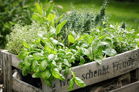 Herb Garden Kit | Chef 5 Pack | Parsley, Oregano, Cilantro, Dill, and Thyme | 5 Plant Markers | Herb Garden Seeds for Planting.