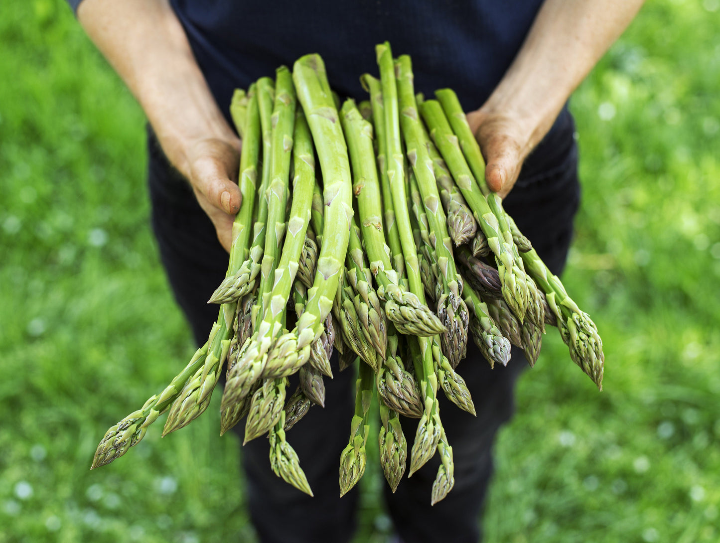 Green Asparagus Seeds | 150+ Seeds | Non-GMO | Fresh Garden Seeds for Planting. Made in USA