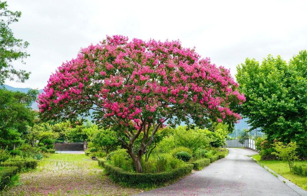 Crape MyrtleTree Seeds - 20 Seeds - Exotic Bark and Flowering Bonsai Tree Seeds Tree - Exotic Bonsai Material