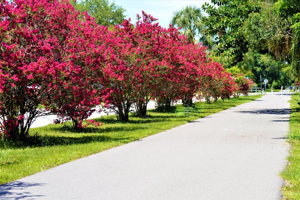 Crape MyrtleTree Seeds - 20 Seeds - Exotic Bark and Flowering Bonsai Tree Seeds Tree - Exotic Bonsai Material