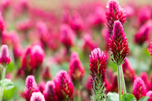 250+ Crimson Clover Seeds to Grow v- Virbant