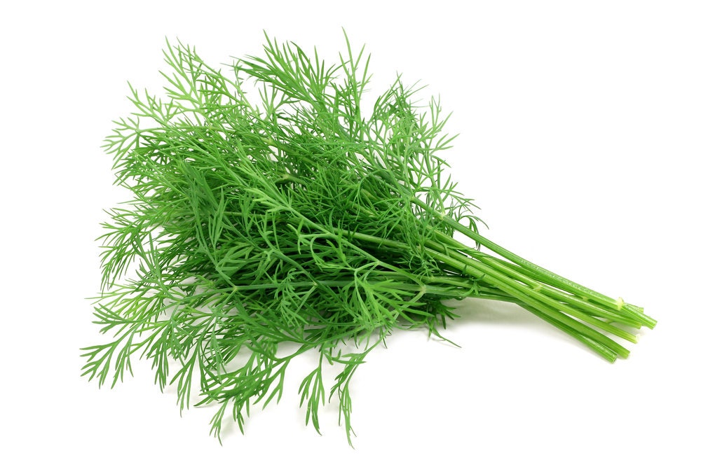 Dill Seeds | 200+ Seeds | Grow This Tasty Herb in Your Garden